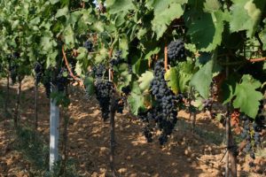 vinograd